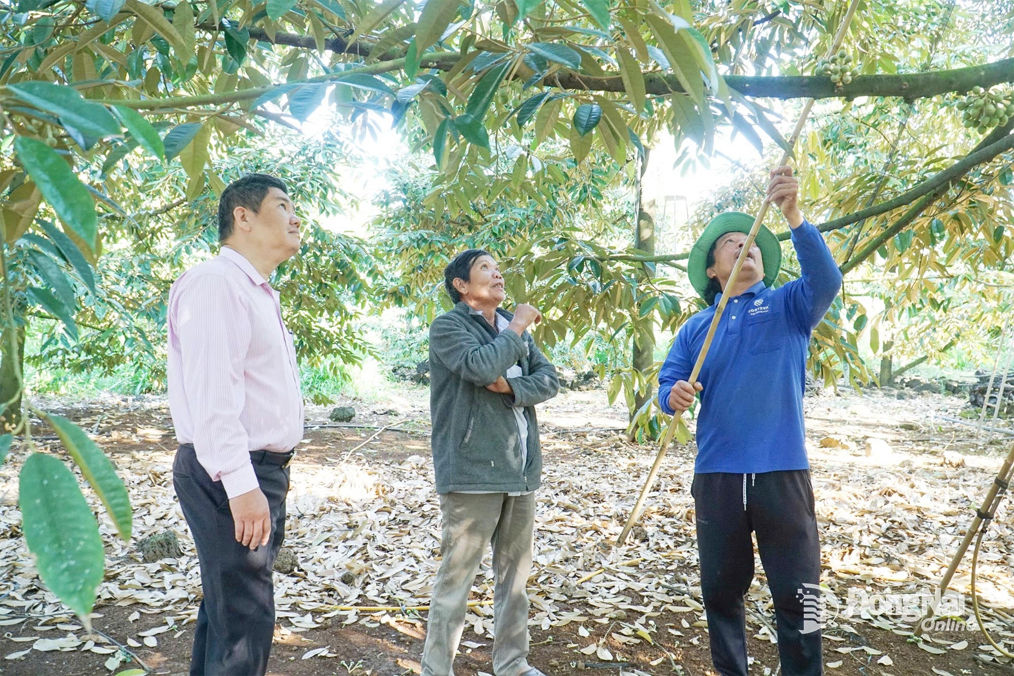Gospodăria domnului Tran Van Tam (copia din dreapta, cu domiciliul în Hamlet 2, comuna Tan Phu) a scăpat de sărăcie datorită accesului prompt la capitalul creditelor acordate prin politici publice.