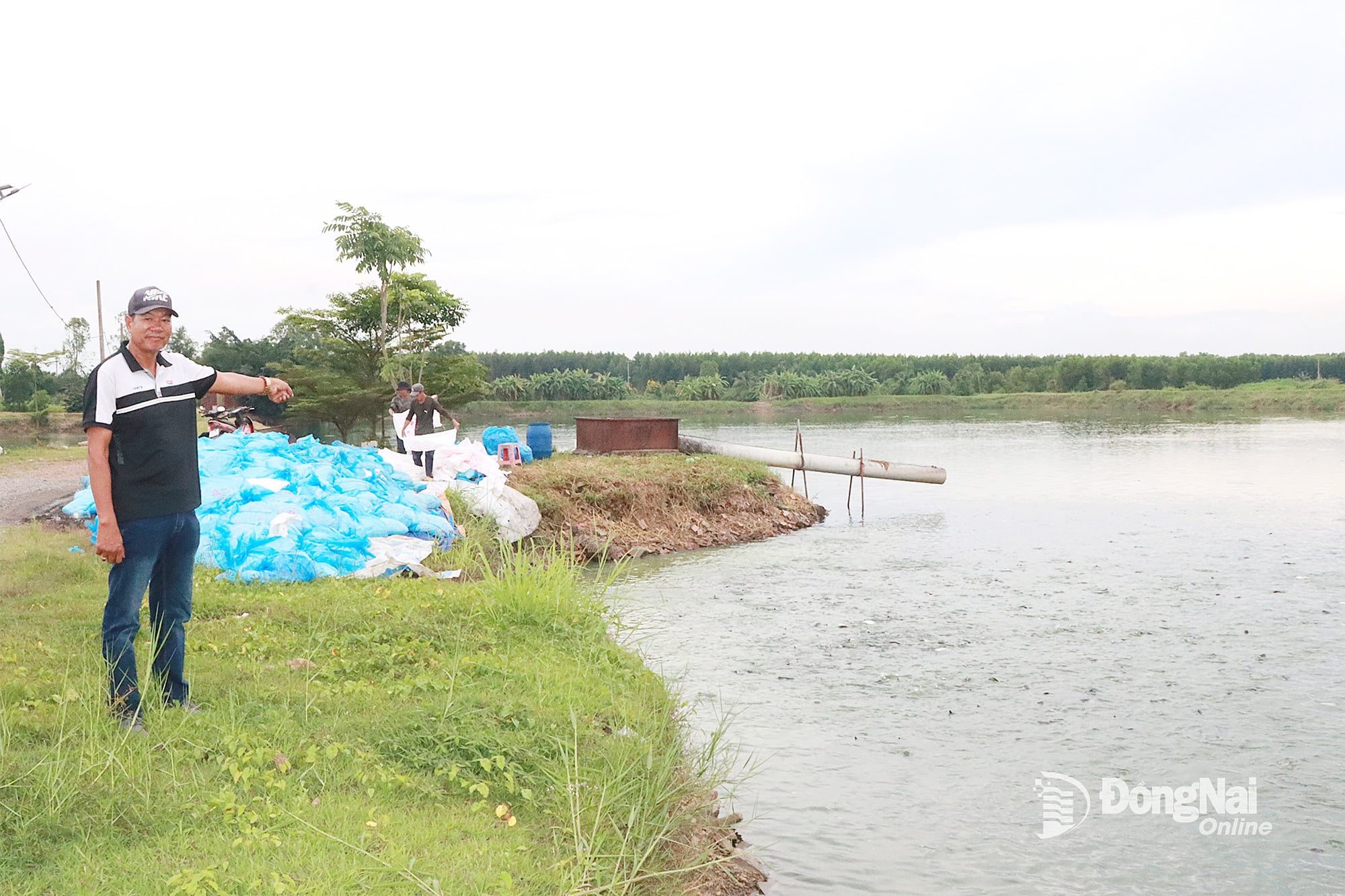 グエン・ヴァン・トゥアン氏（トランダイ区ヴァン村在住）は、総面積約20ヘクタールに及ぶ6つの養魚池で富を築き、毎年数億ドンを稼いでいます。写真：クアン・ミン  
