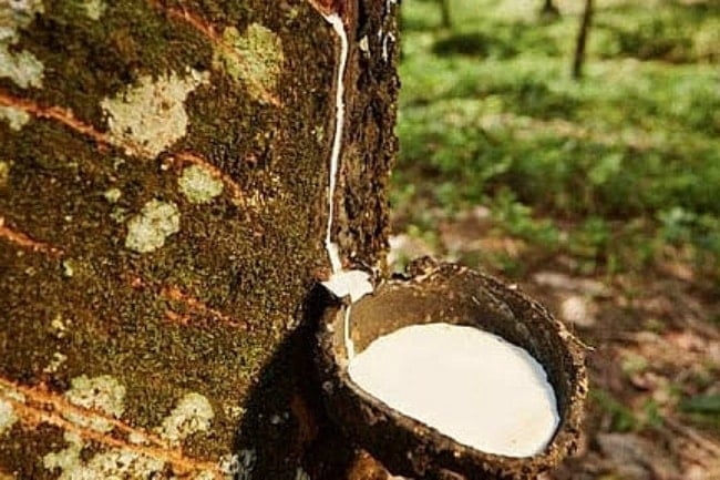 Rubber price today December 3, Japan continues to decrease due to weak demand, mixed Asian market