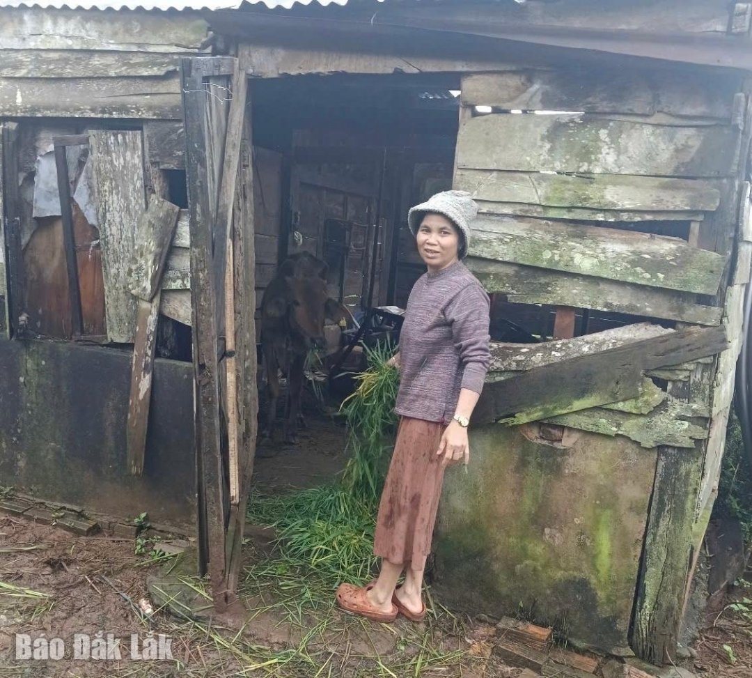 تحاول عائلة السيد ي ثيون ملو في قرية نغوان الاعتناء بالبقرة المولودة حديثًا.