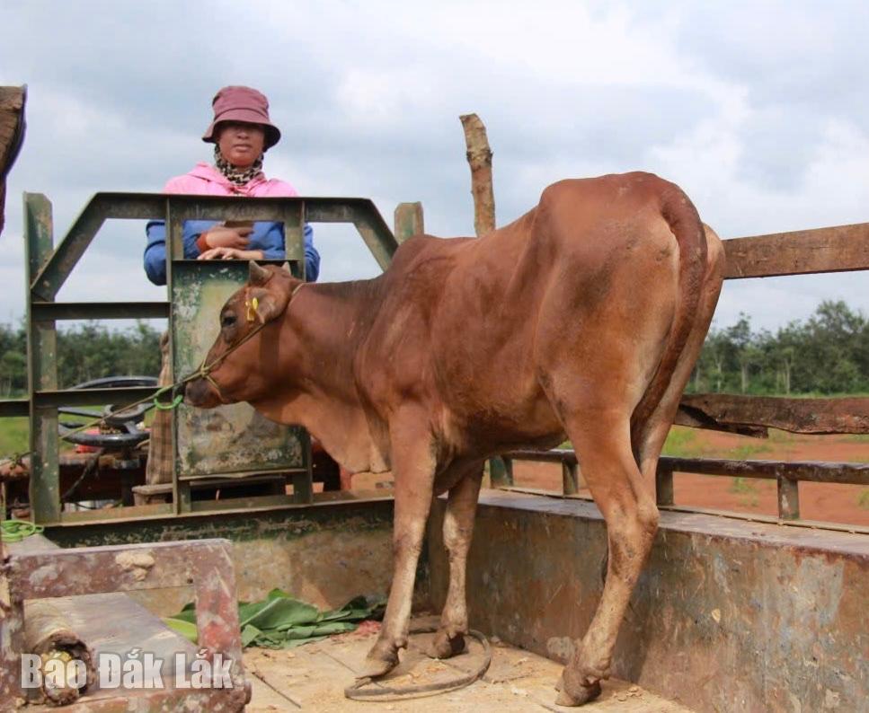 حصلت عائلتها في بون فان على بقرة للتكاثر.