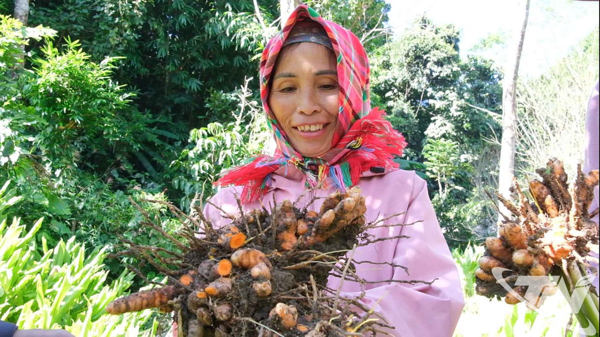 হলুদ চাষ করে মানুষ তাদের জীবন উন্নত করে।