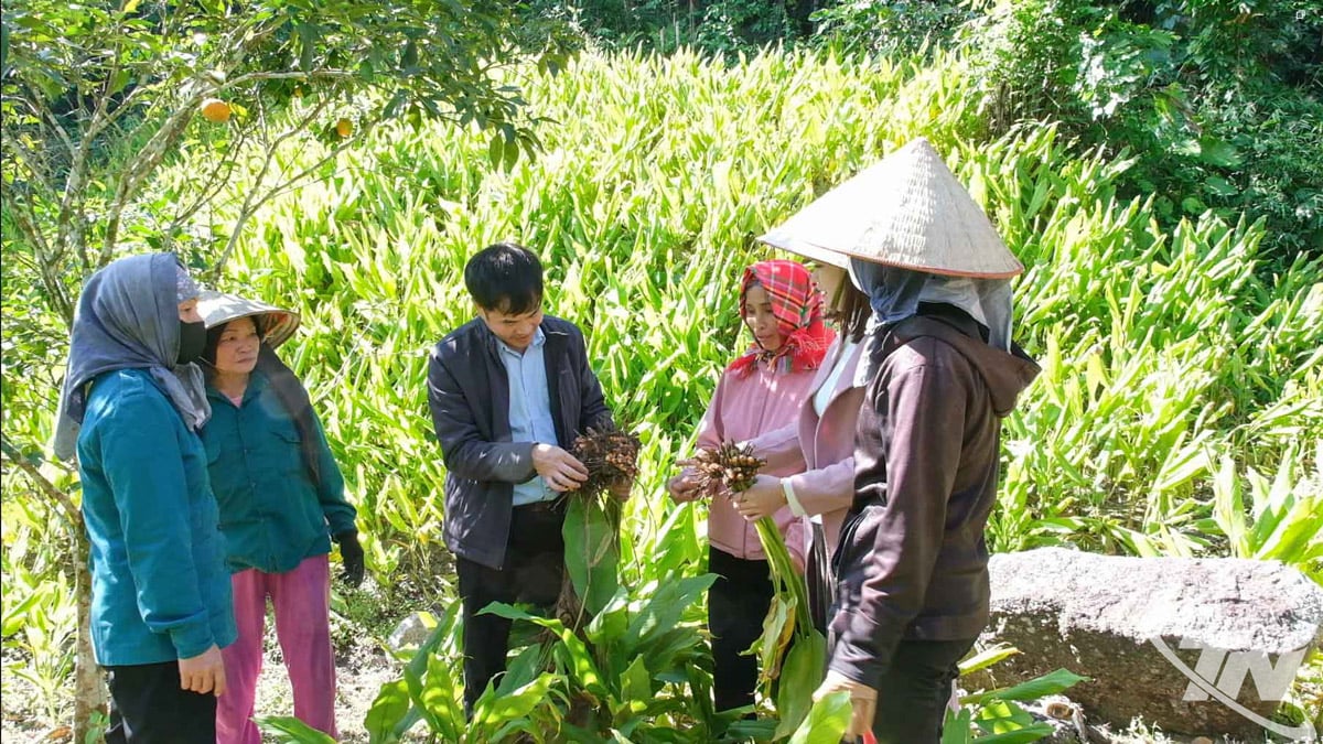 মানুষ হলুদ চাষে নিরাপদ বোধ করে কারণ ব্যবসা প্রতিষ্ঠানগুলি পণ্যের গ্যারান্টি দেয়।