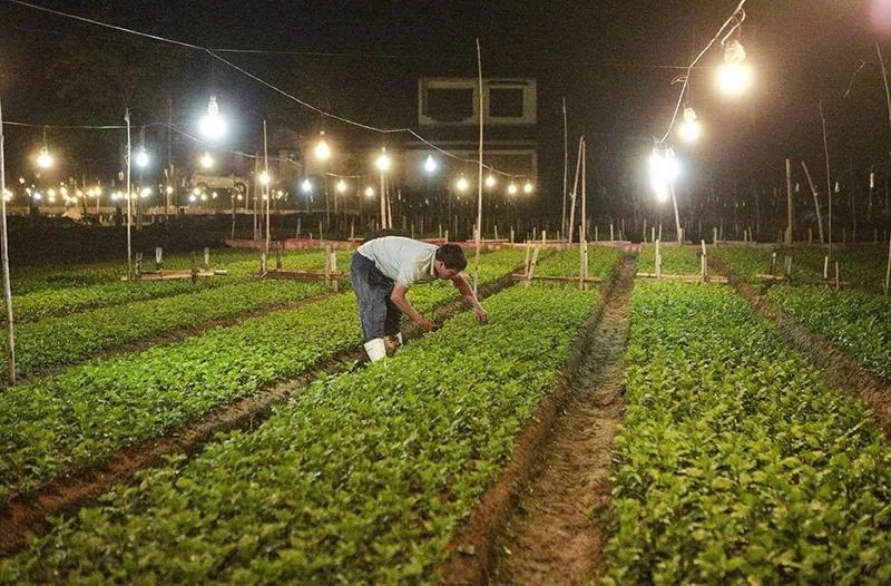 Садівники зайняті вирощуванням квітів для Тета.