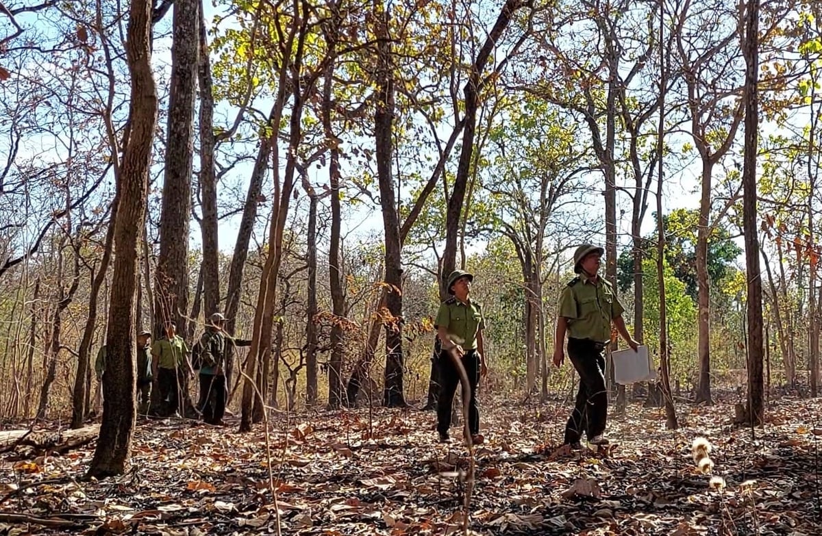 Vườn quốc gia Yok Đôn là khu bảo tồn hệ sinh thái rừng khộp duy nhất tại Việt Nam. Ảnh: Vườn quốc gia Yok Đôn.