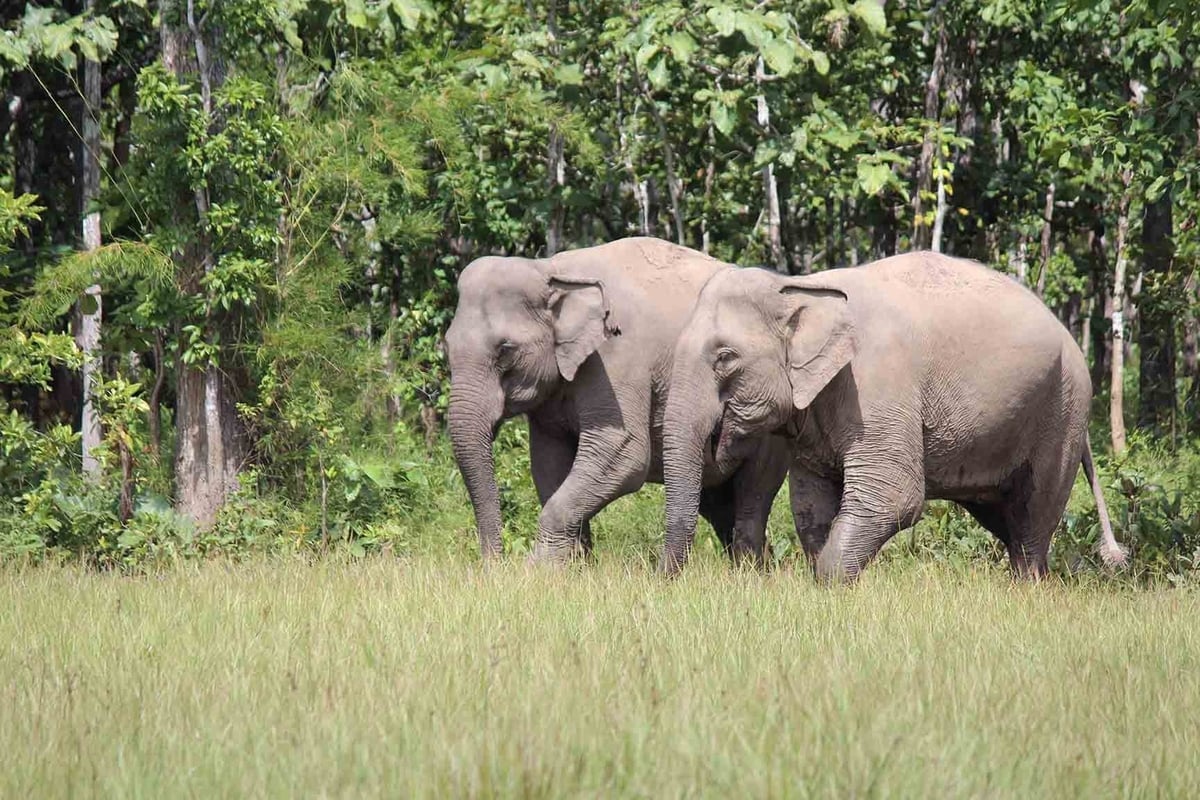 Voi tại Vườn quốc gia Yok Đôn. Ảnh: Vườn quốc gia Yok Đôn.