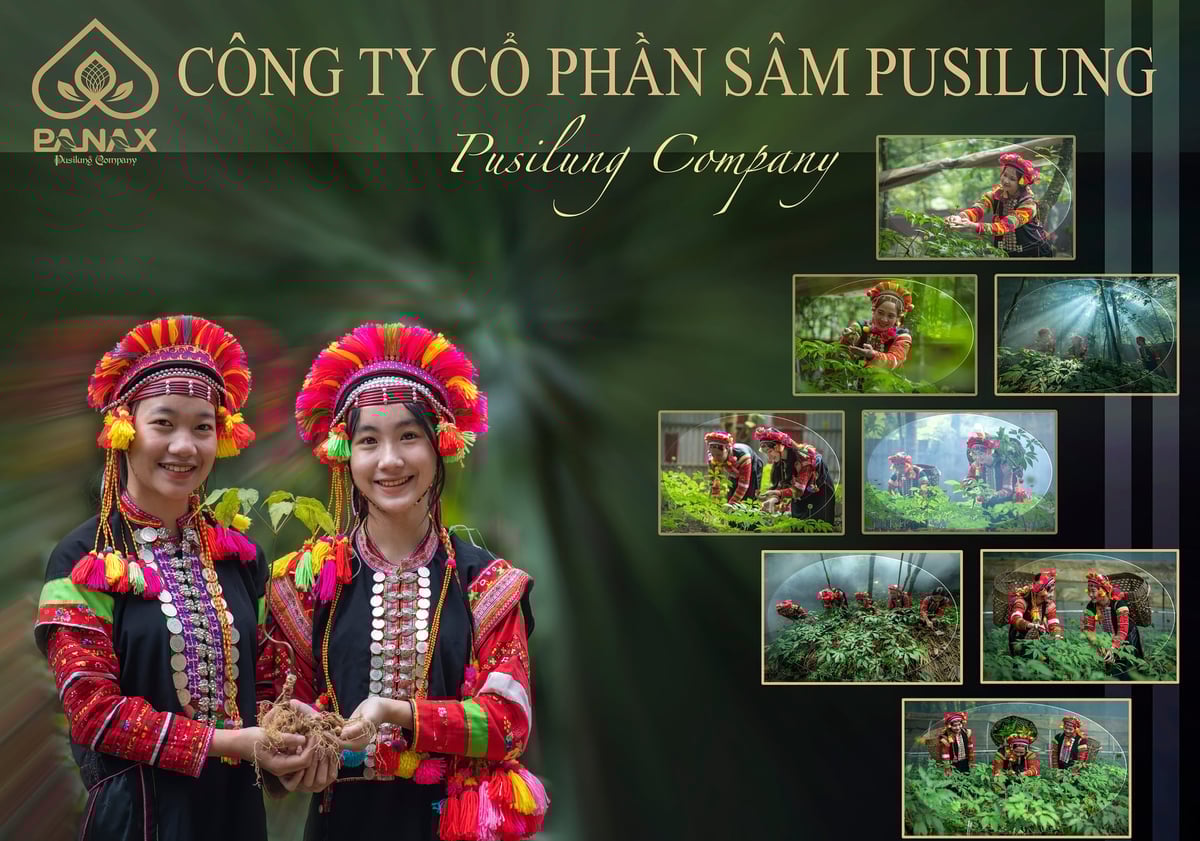 Pusilung hiện đang là doanh nghiệp Sâm Lai Châu lớn nhất vùng Tây Bắc. Ảnh: Công ty Cổ phần Sâm Pusilung.