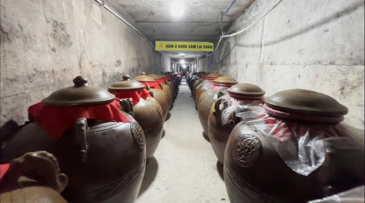 Hầm ủ rượu Sâm Lai Châu trên độ cao 1.299 m so với mực nước biển. Ảnh: Công ty Cổ phần Sâm Pusilung.