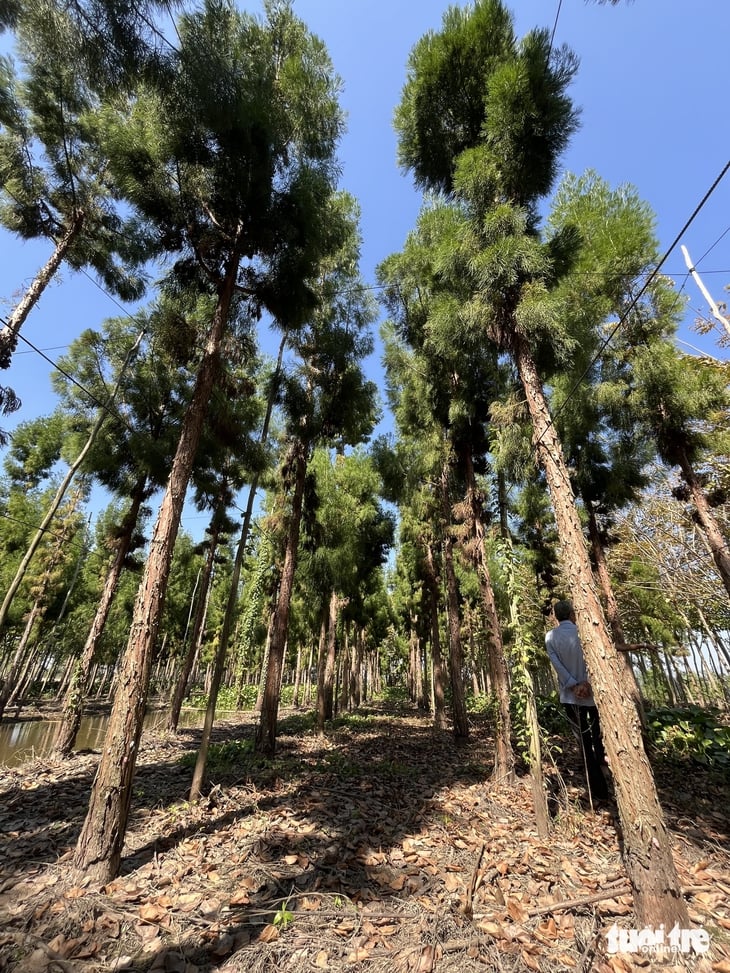 juniper - រូបថត 1 ។