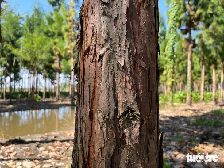 yew - រូបថត 3 ។