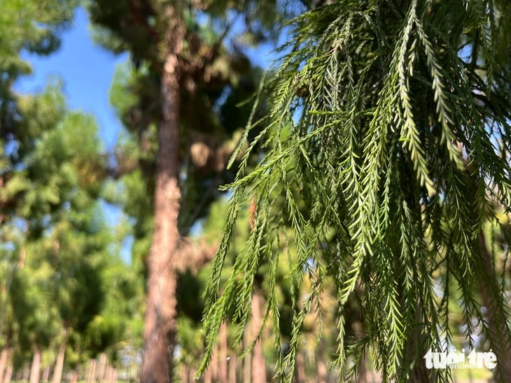 គ្រូ Can Tho 'រស់ឡើងវិញ' ប្រភេទសត្វកម្រដែលជិតផុតពូជ - រូបថត ៥.