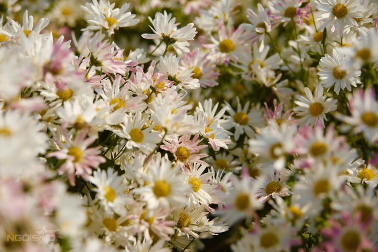 ລະດູ Daisy, ຫາດຫີນ Red River ທີ່ເຕັມໄປດ້ວຍນັກທ່ອງທ່ຽວເຊັກອິນ - 3