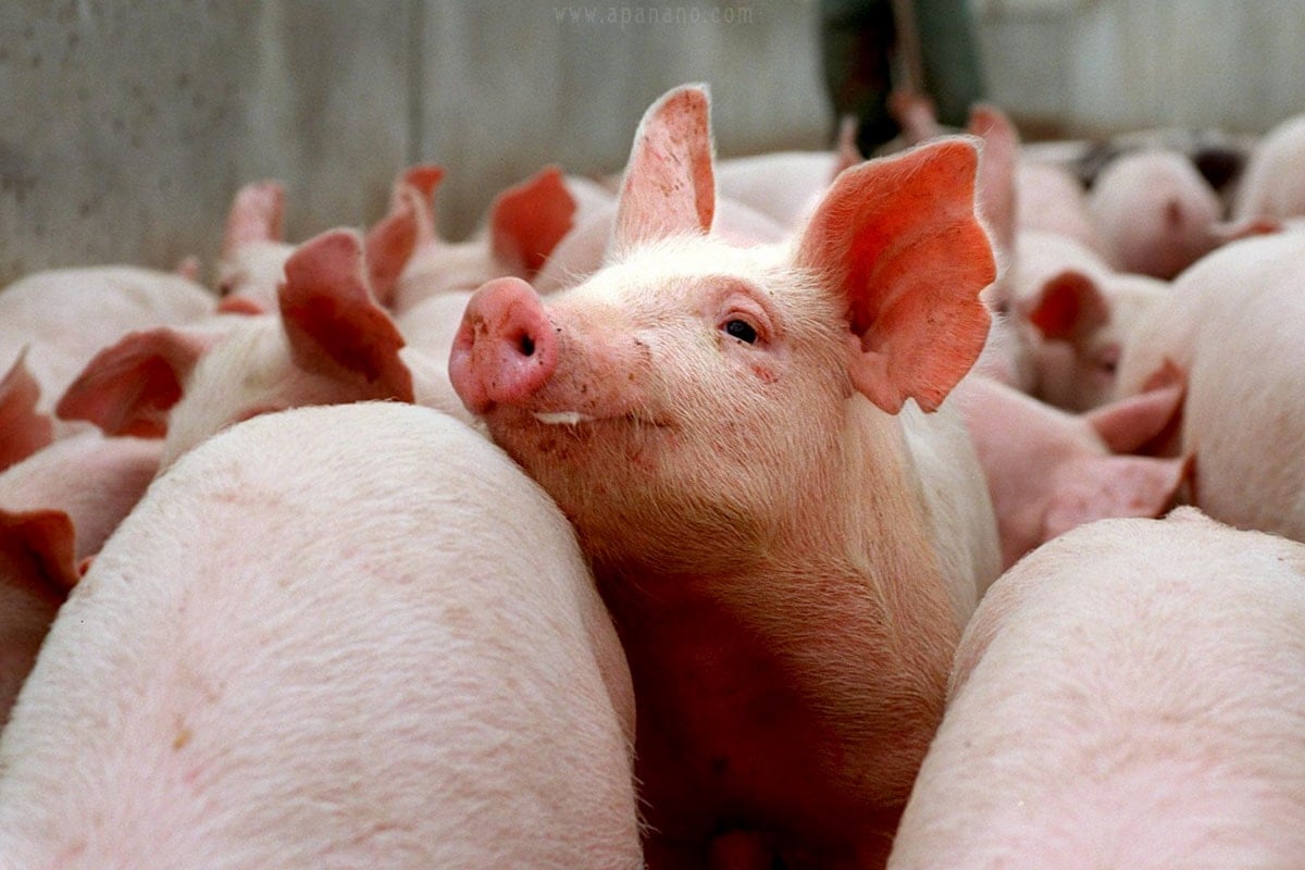 ລາຄາຫມູມື້ນີ້ ວັນທີ 3 ທັນວາ 2025: ເຂົ້າໃກ້ 60,000 ດົ່ງ/ກິໂລ