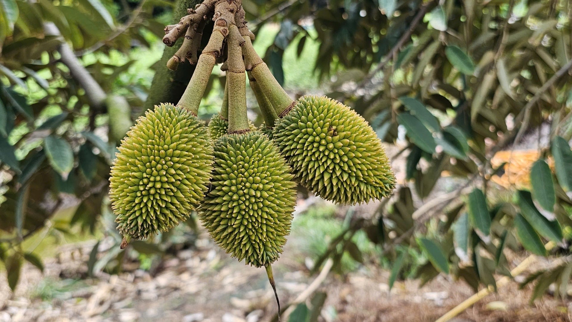 מחיר הדוריאן היום 3 בדצמבר 2025: דוריאן תאילנדי יורד בחדות, Ri6 יציב