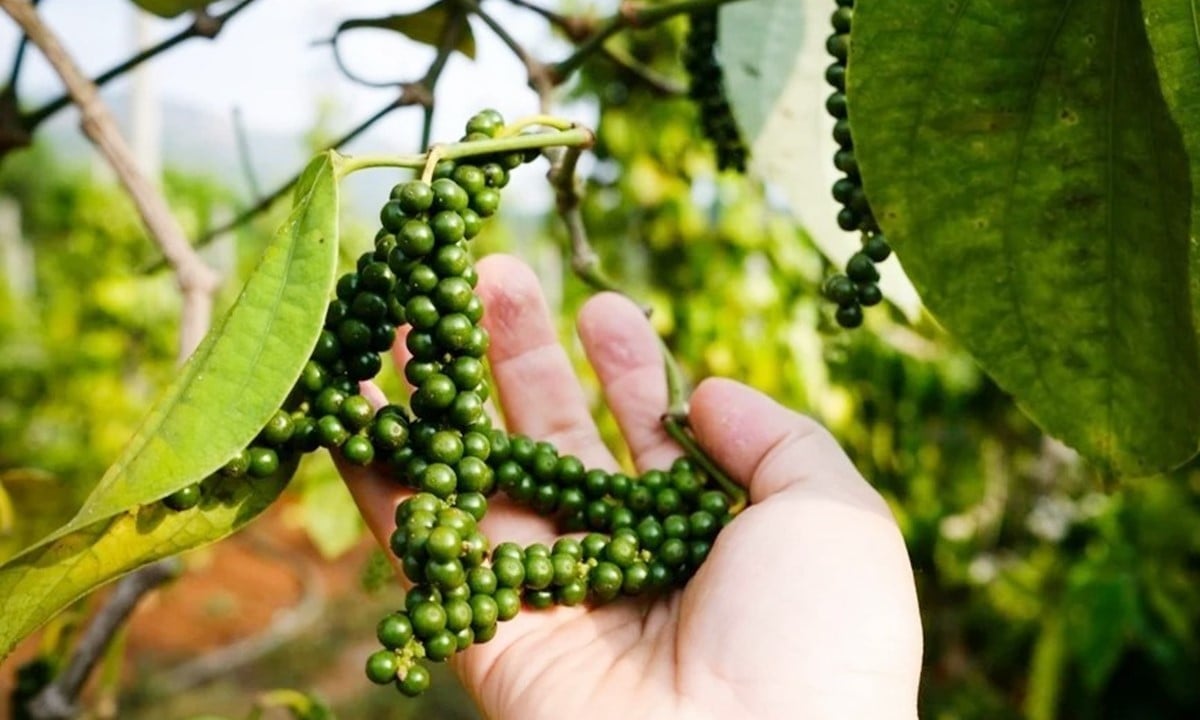 Giá tiêu hôm nay 3/12/2025 ở trong nước và thế giới mới nhất