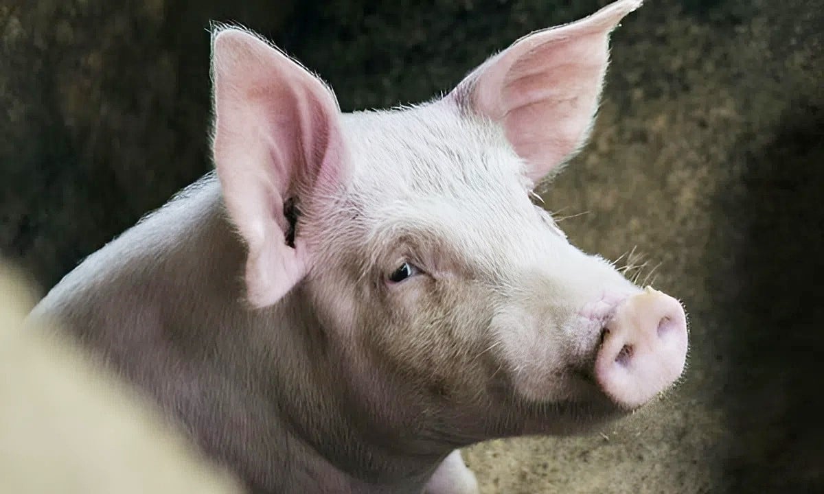 Giá heo hơi hôm nay 3/12/2025 ở ba miền mới nhất