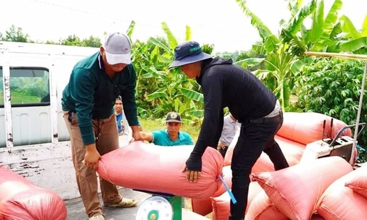 Cập nhật giá lúa gạo hôm nay 3/12/2025 mới nhất