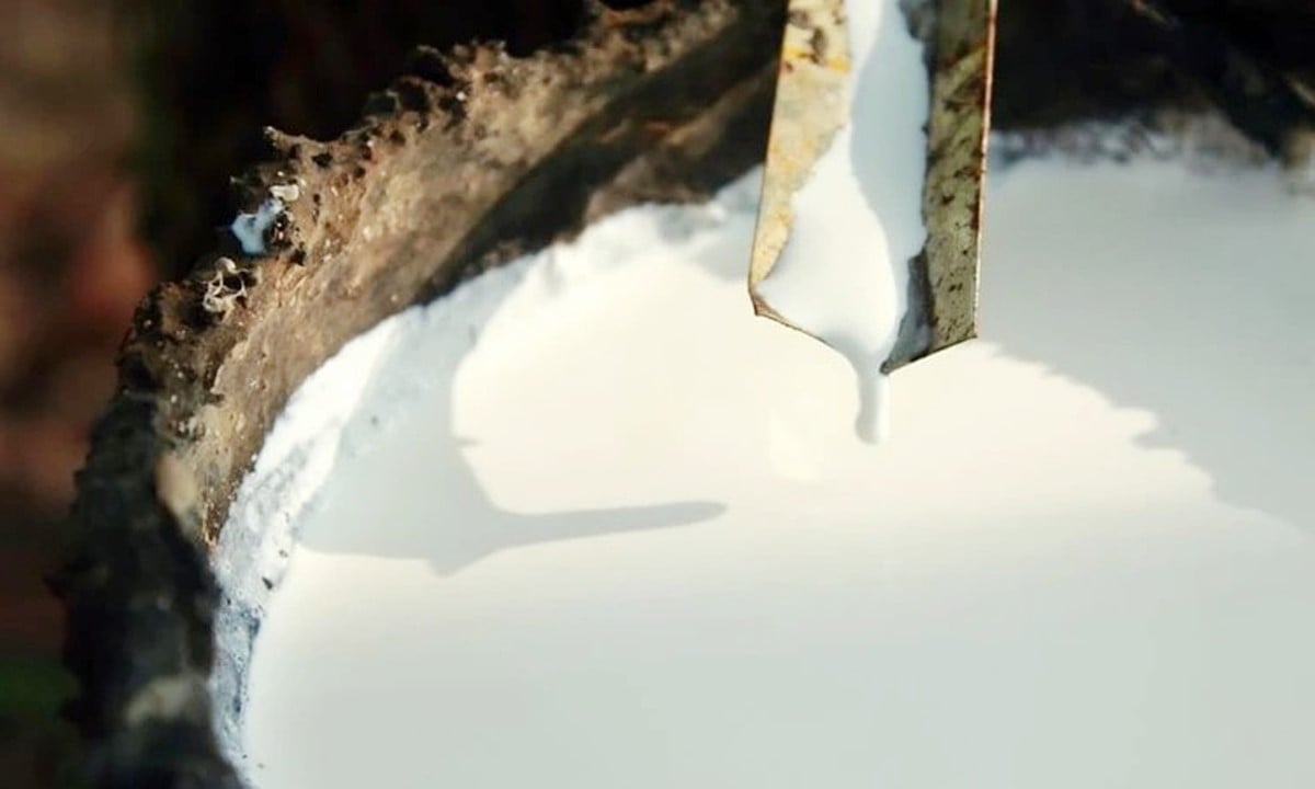 Giá cao su hôm nay 3/12/2025 ở trong nước và thế giới mới nhất