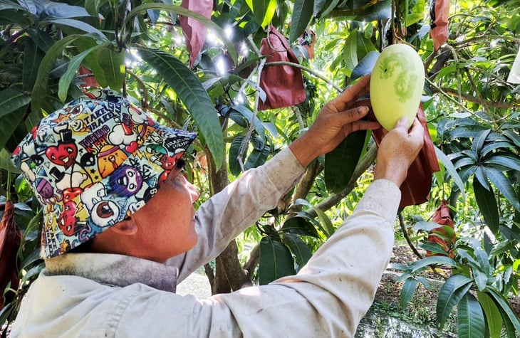 trái xoài - Ảnh 1.