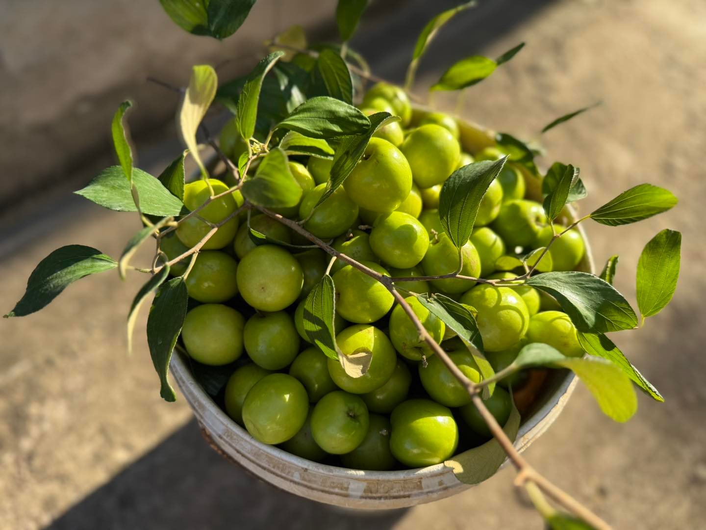 Яблуко Банг Ла Хай Фонг 1.jpg