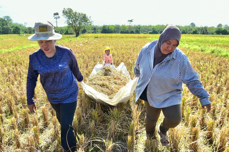 Giá gạo Nhật Bản tăng kỷ lục, Thái Lan tranh thủ đẩy mạnh xuất khẩu - Ảnh 1.