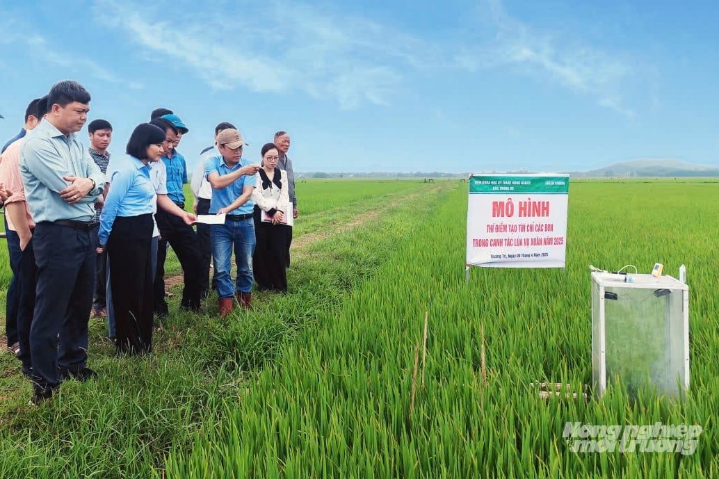 Nông dân Quảng Trị có cơ hội gia tăng lợi nhuận khi tham gia thị trường tín chỉ các bon nhờ trồng lúa giảm phát thải. Ảnh: Võ Dũng.