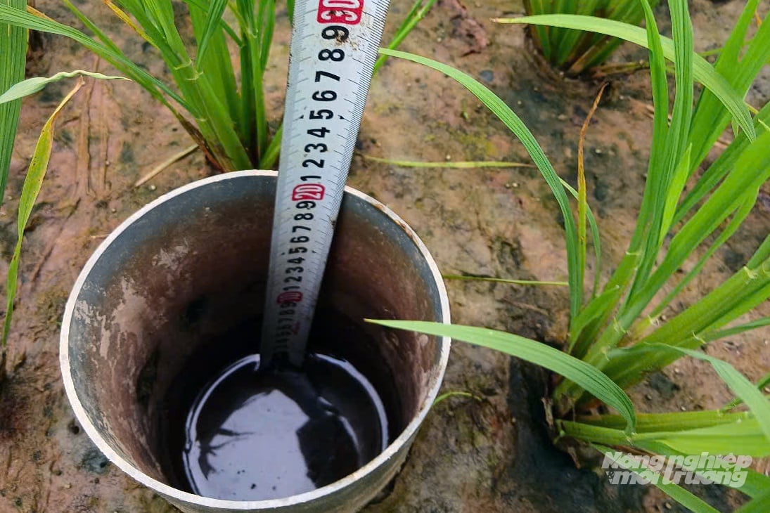 Nhu cầu nước tưới cho ruộng lúa được xác định qua ống đo mực nước AWD. Ảnh: Võ Dũng.