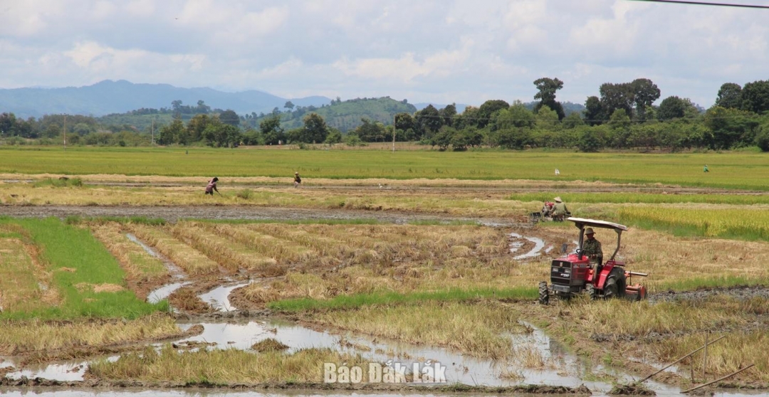 Lien Son Lak bölgesindeki çiftçiler tarımsal üretimde makine, bilim ve teknolojiyi kullanıyor.