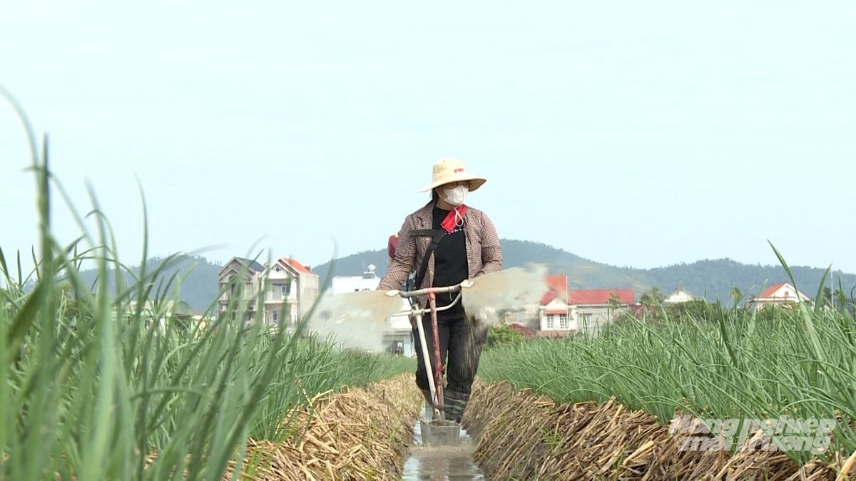 Die Landwirte halten sich strikt an die Anweisungen und verwenden keine nicht zugelassenen Düngemittel oder Pestizide, um die Bodengesundheit nicht zu beeinträchtigen. Foto: Quang Dung.