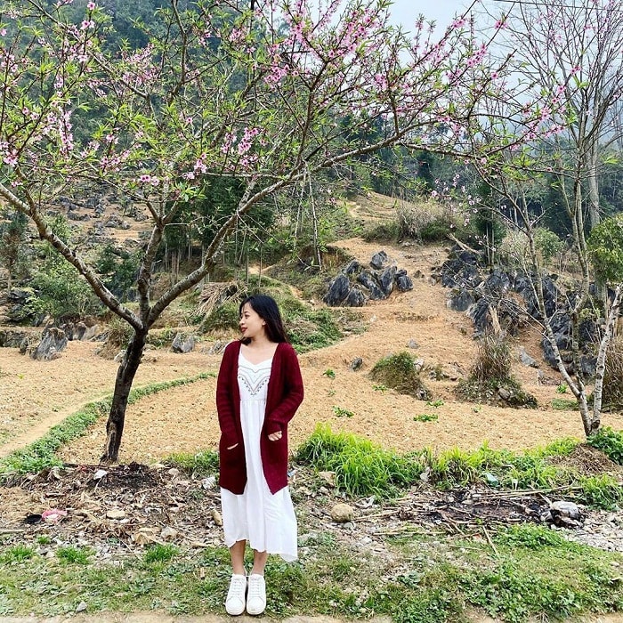 Turister tar bilder med blomstrende ferskenblomster i Ha Giang