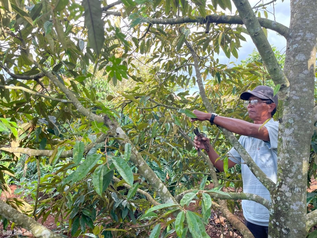Han tar hand om durian.