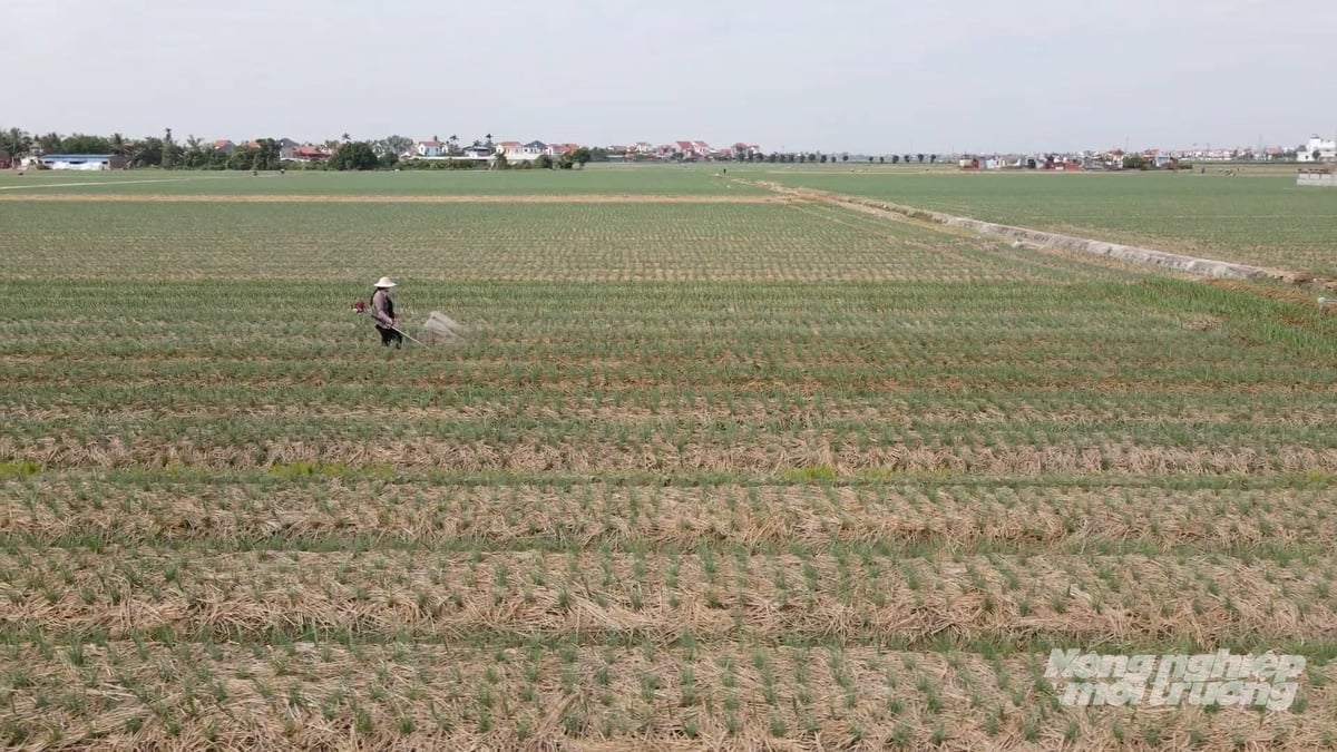 Năm 2025, Công ty Nông nghiệp Vàng phối hợp với UBND xã Nam An Phụ xây dựng mô hình sản xuất cây hành vụ đông áp dụng quy trình quản lý sức khỏe cây trồng tổng hợp (IPHM) với diện tích gần 4,5ha. Ảnh: Quang Dũng.