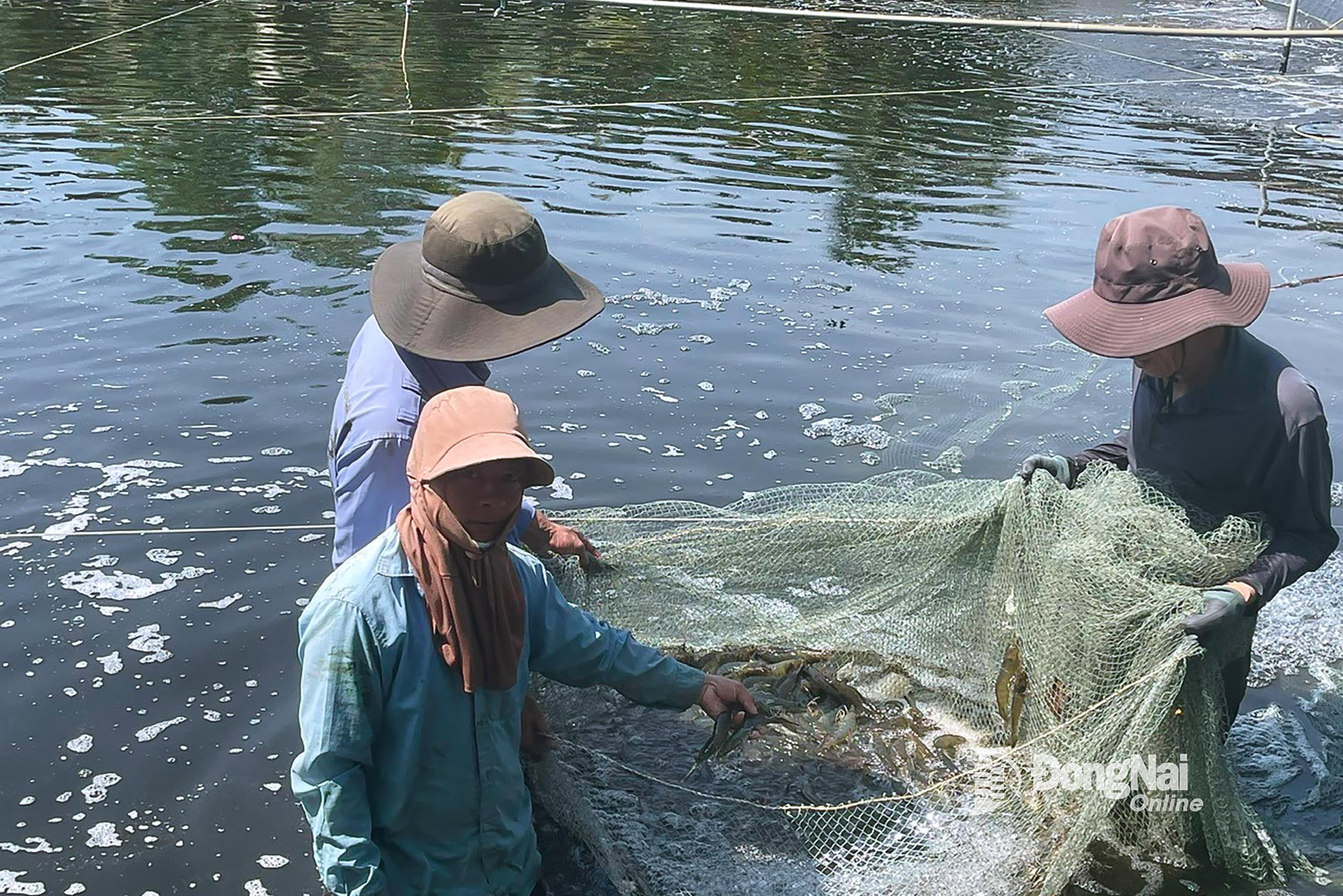 O camarão-branco-do-pacífico do viveiro da família do Sr. Luong Van Linh é vendido por 190.000 VND/kg. Foto: Hien Luong
