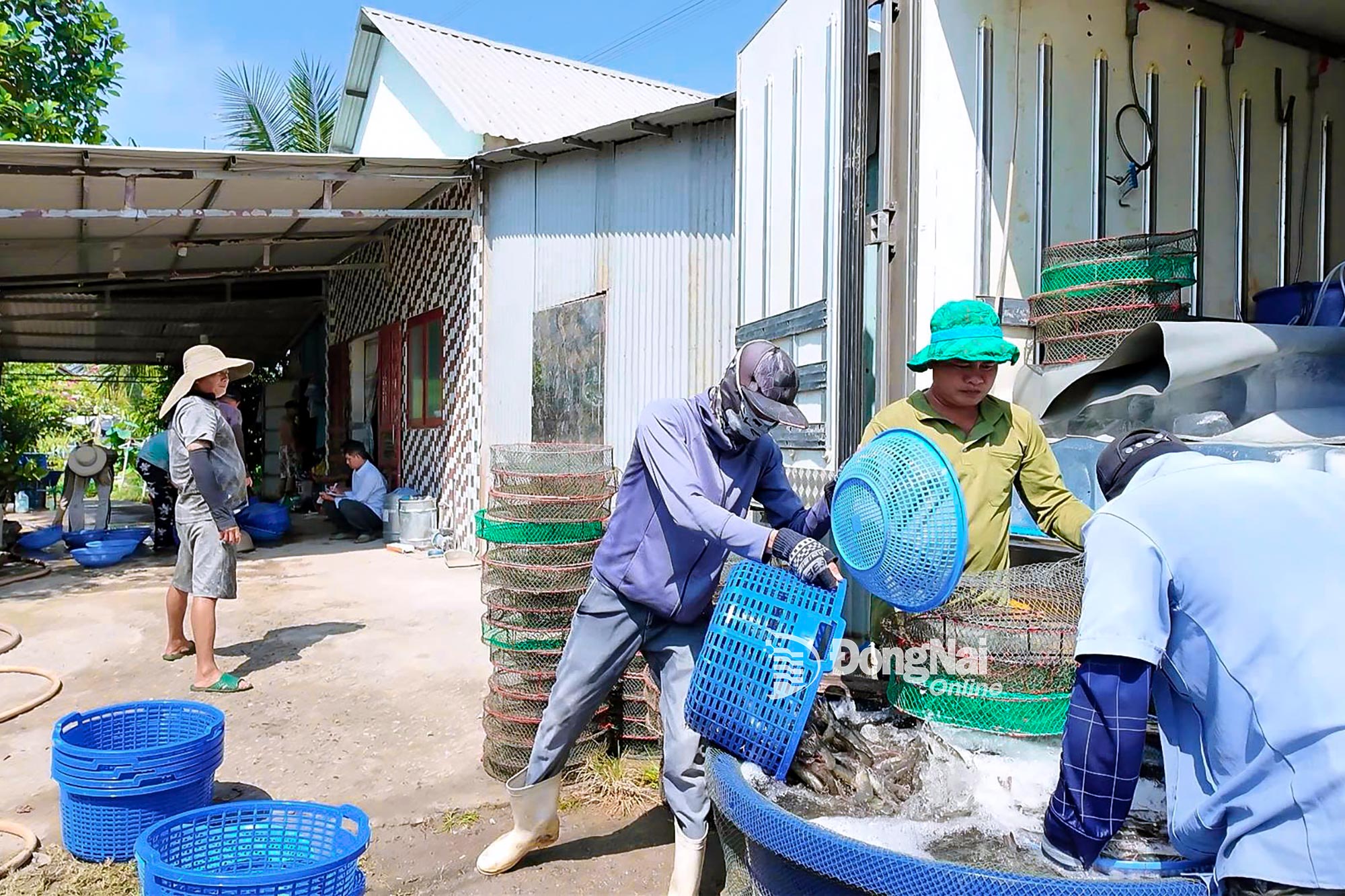 Comerciantes compram camarão-branco na comuna de Phuoc An. Foto: Hien Luong