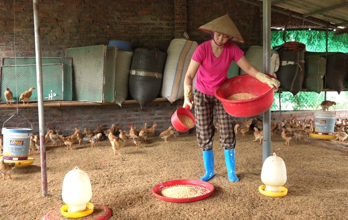 डैम हा मुर्गी पालन मॉडल (क्वांग तान कम्यून) एक स्थिर आय प्रदान करता है। फोटो: गुयेन थान। Mô hình chăn nuôi gà bản Đầm Hà (xã Quảng Tân) cho thu nhập ổn định. Ảnh: Nguyễn Thành.