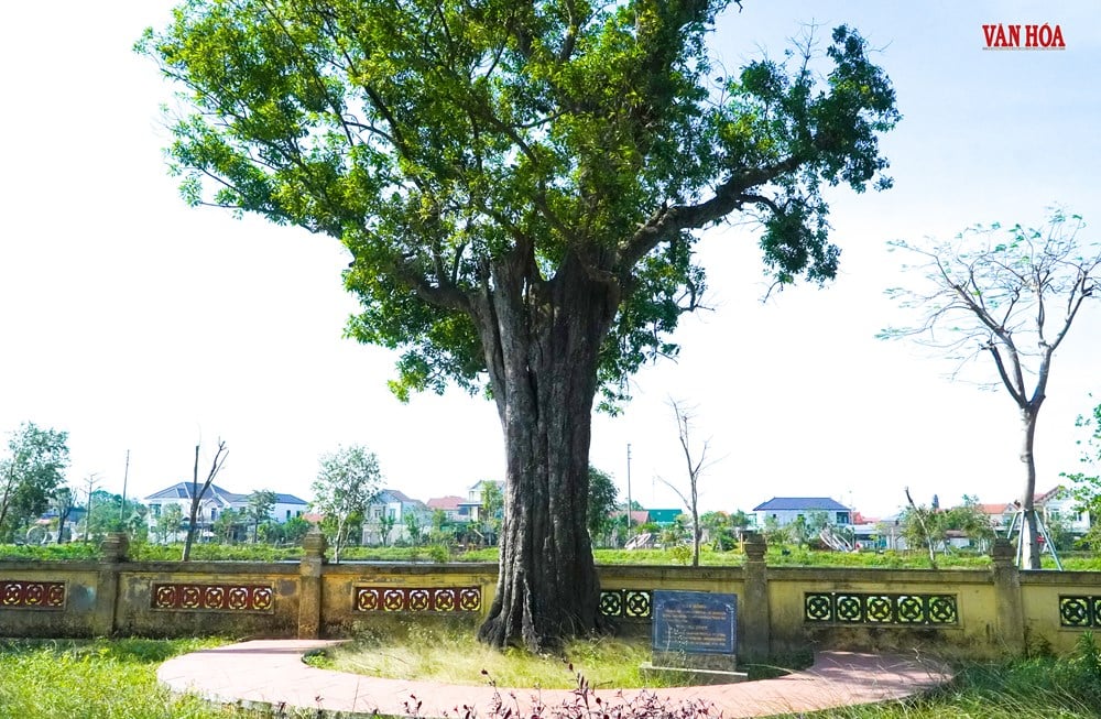 Story of two 300-year-old trees at Nguyen Du Relic Site - photo 2