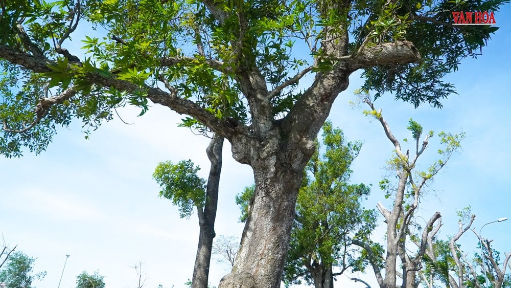 Story of two 300-year-old trees at Nguyen Du Relic Site - photo 3