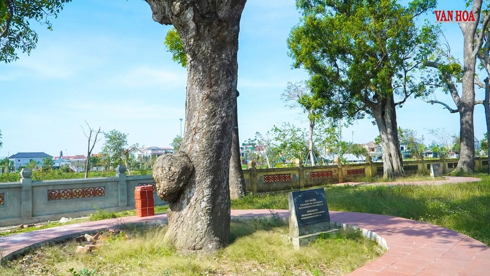 Story of two 300-year-old trees at Nguyen Du Relic Site - photo 4