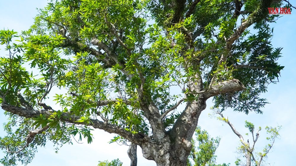 Story of two 300-year-old trees at Nguyen Du Relic Site - photo 5