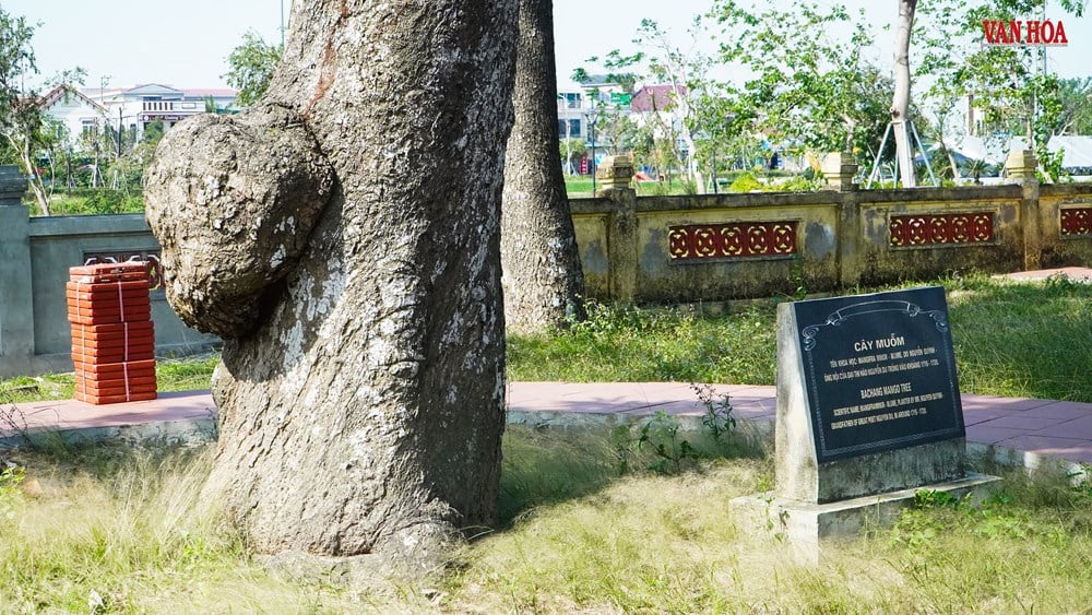 Story of two 300-year-old trees at Nguyen Du Relic Site - photo 6