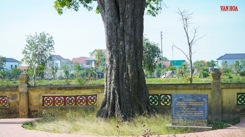 Story of two 300-year-old trees at Nguyen Du Relic Site - photo 7