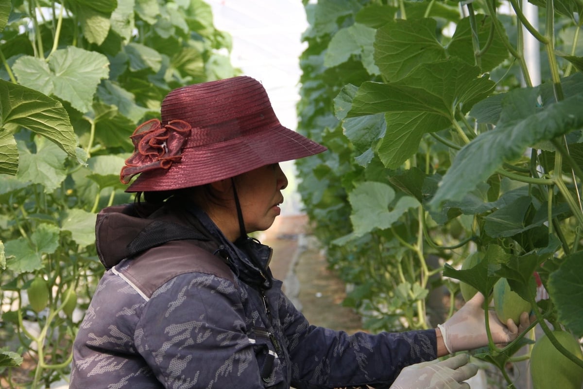 Bà Lê Thị Ly ở thôn Trâm Khê, xã Thượng Hồng là một trong những hộ điển hình trong mô hình trồng dưa lưới. Ảnh: Xuân Phương.