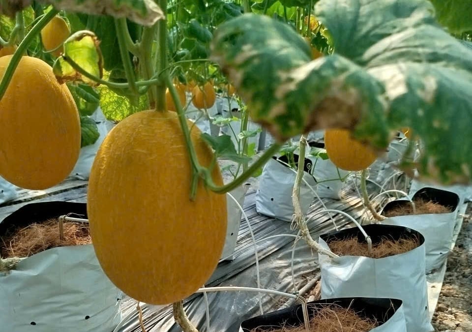 Tri thức đã 'bước vào' từng nhà màng, từng luống dưa. Ảnh: Lan Chi.