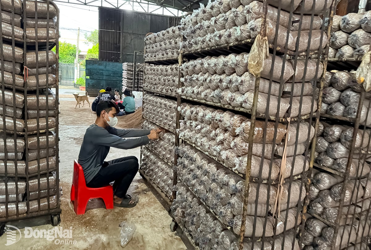 Long Khanh-svampproduktion - produkter som har etablerats som immateriella rättigheter för kollektiva varumärken. (Foto: Binh Nguyen)