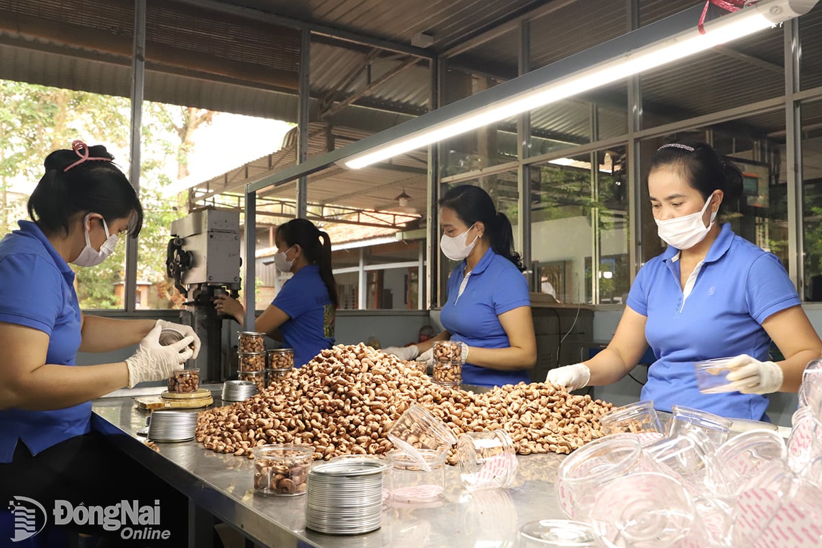 ការផលិតគ្រាប់ស្វាយចន្ទីសម្រាប់នាំចេញនៅក្រុមហ៊ុន Hoang Phu Production Company Limited ឃុំ Loc Tan ខេត្ត Dong Nai ។ រូបថត៖ Binh Nguyen