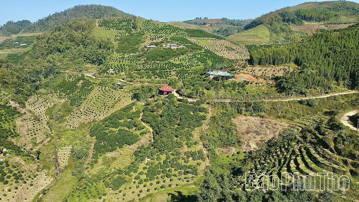 ລົດຊາດຫວານຂອງໝາກນາວບູຮານ