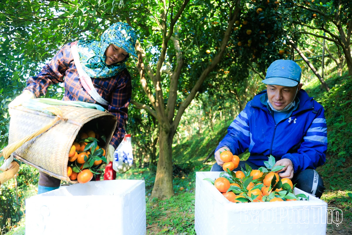 ລົດຊາດຫວານຂອງໝາກນາວບູຮານ