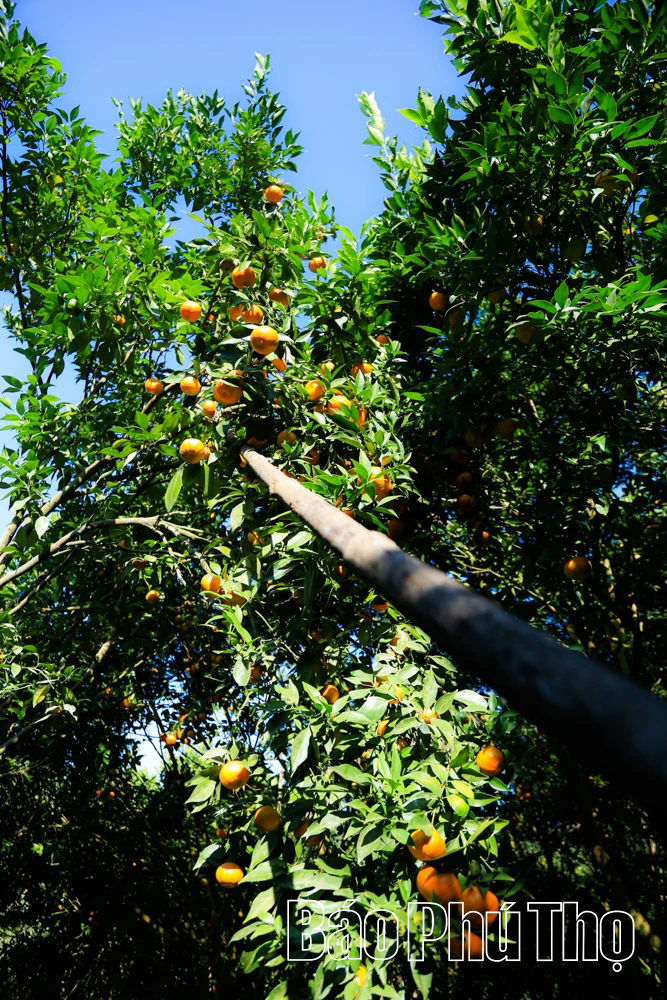 ລົດຊາດຫວານຂອງໝາກນາວບູຮານ