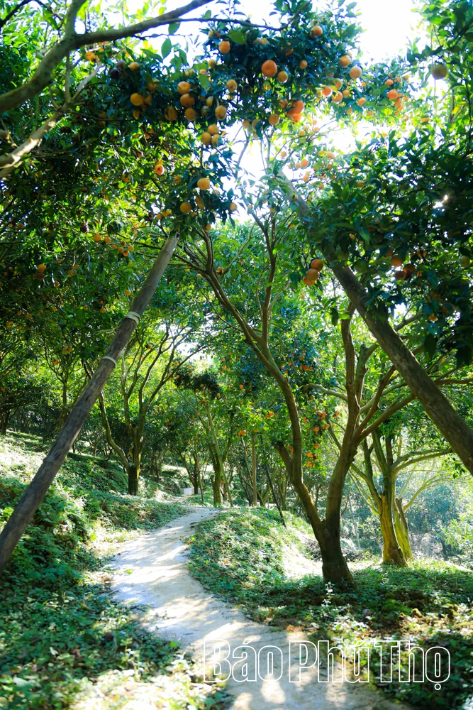 ລົດຊາດຫວານຂອງໝາກນາວບູຮານ