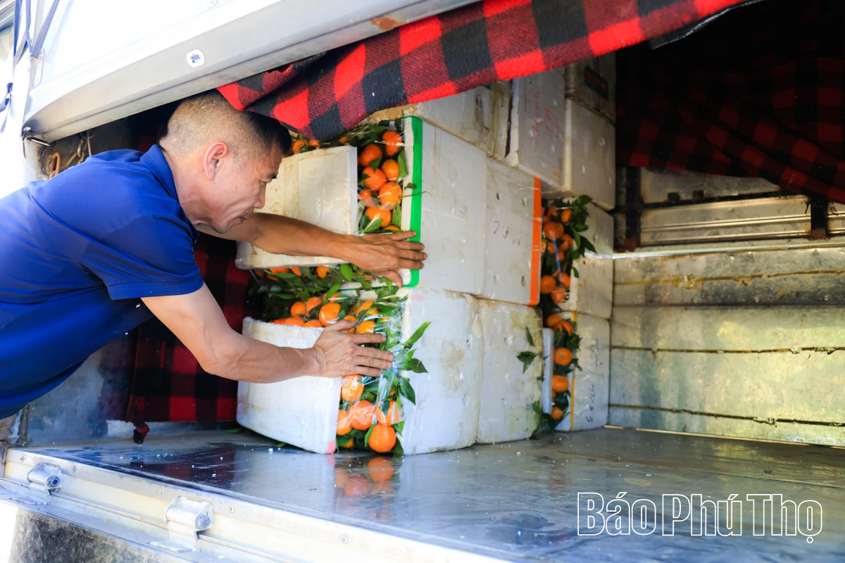 ລົດຊາດຫວານຂອງໝາກນາວບູຮານ